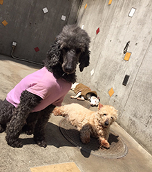 ペット霊園ヒルサイド倶楽部 画像